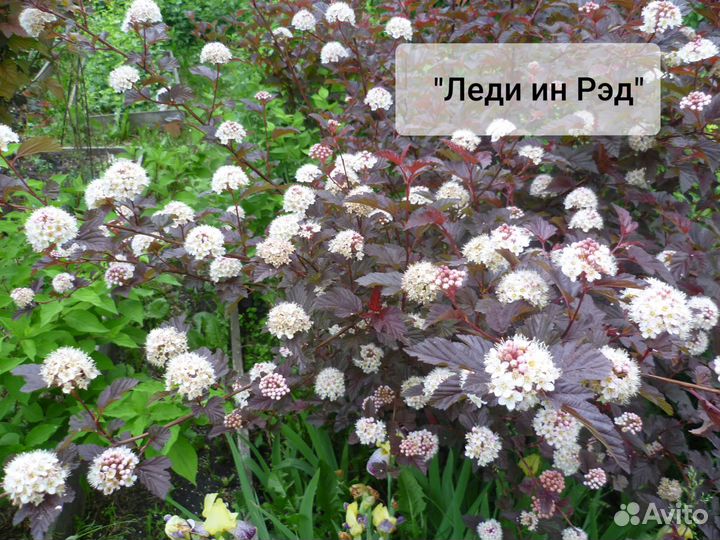 Пузыреплодник, 3-летние саженцы