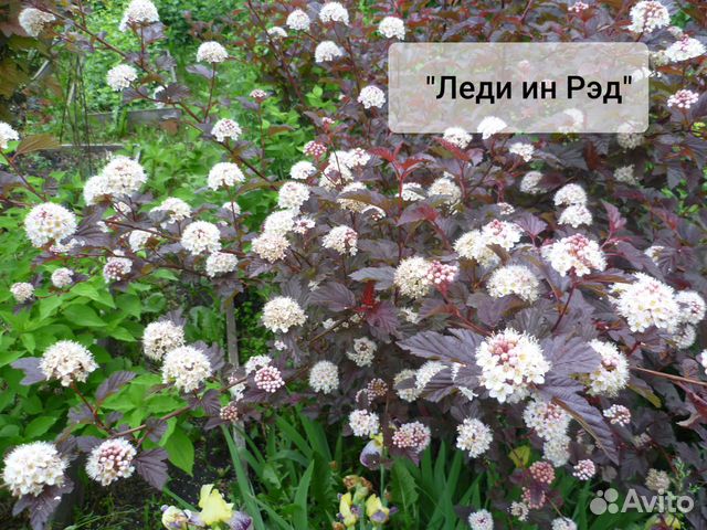 Пузыреплодник, 3-летние саженцы