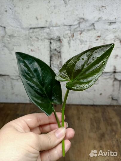 Сингониумы