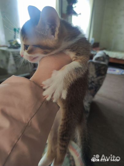 Отдам котят в добрые руки