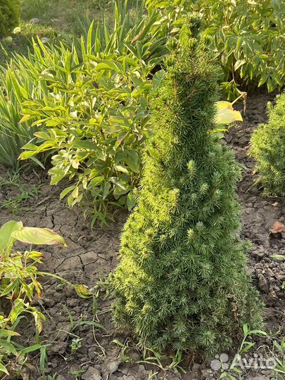 Ель канадская коника