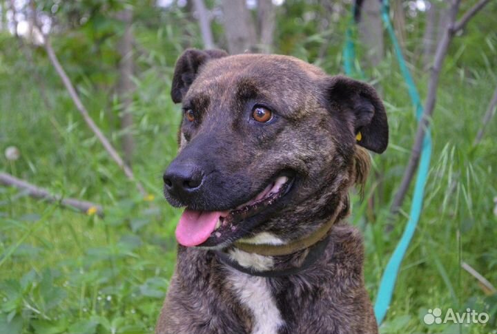 Тайра в поисках дома