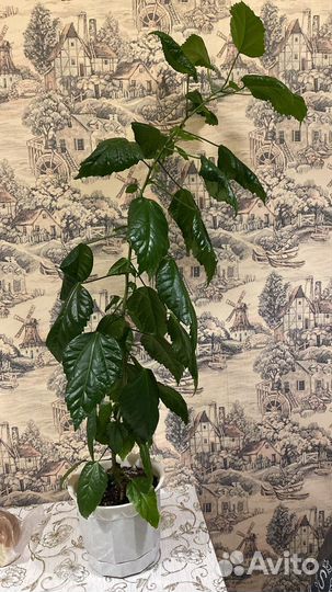 Гибискус 103