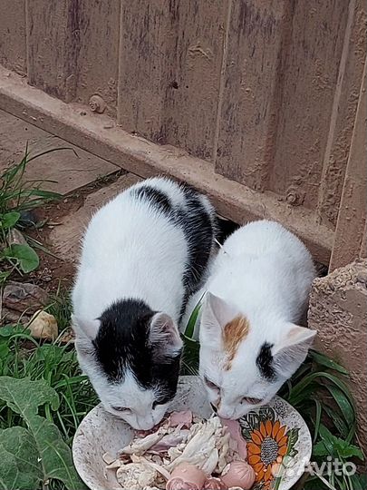 Котята и кошка ищут дом