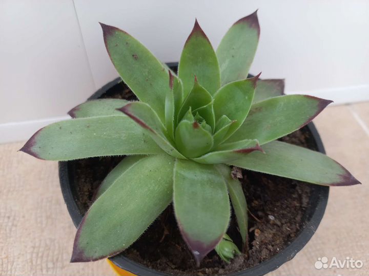 Почвопокровные растения для сада,не прихотливые