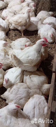 Мясо, Бройлеры на забой