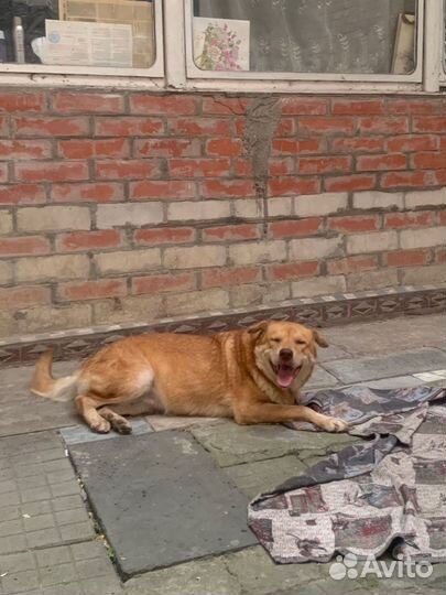 Собака Удача в добрые руки