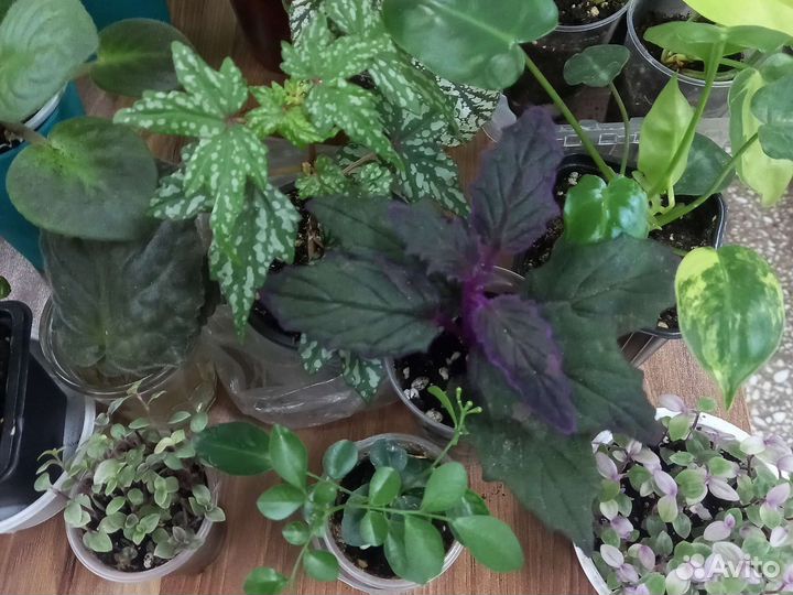 Комнатные растения