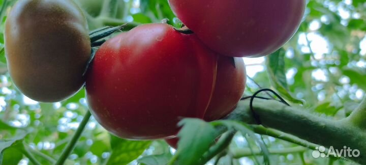 Помидоры свежие домашние