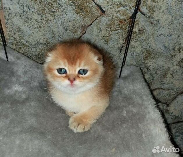 Золотая шиншилла вислоухие котята