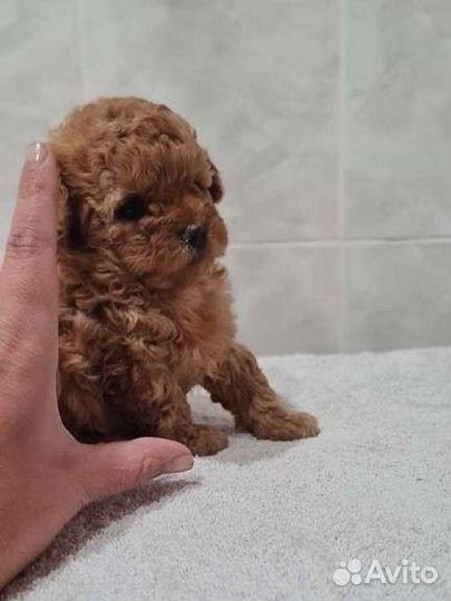 Мальтипу micro