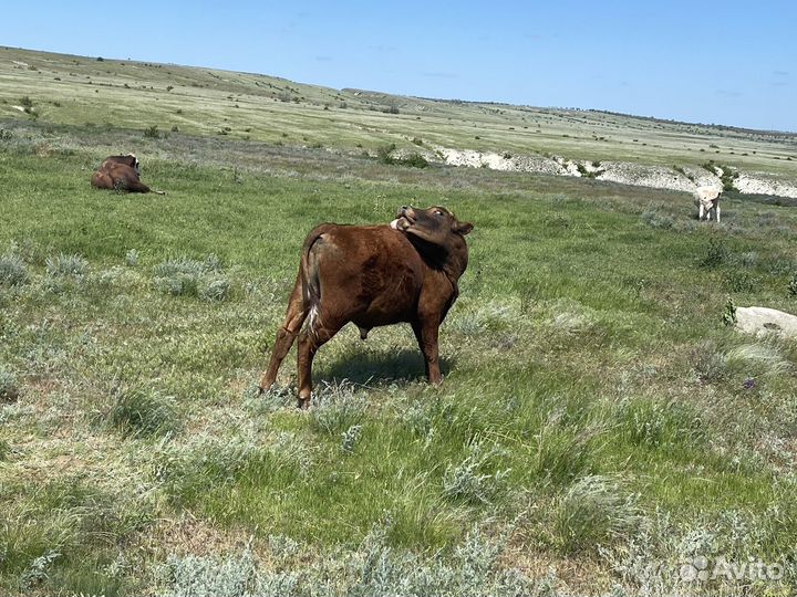 Бычки телки