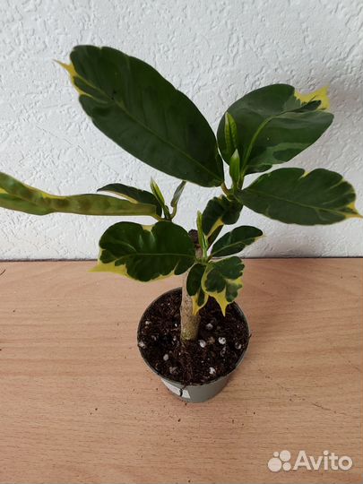 Кротон тамара