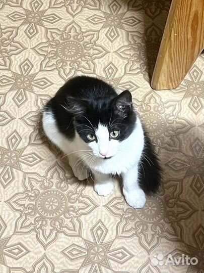 Котенок, девочка