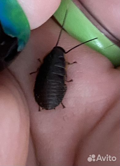 Мадагаскарский таракан