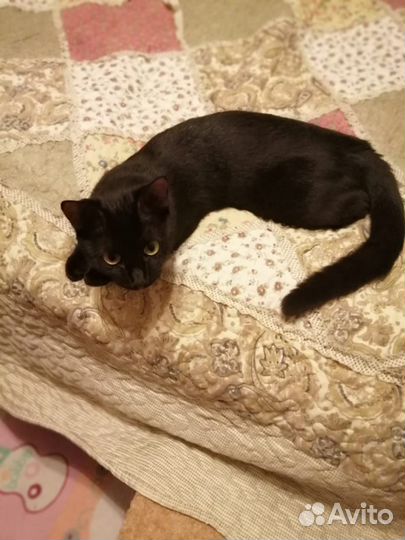 Котята метисы от британца