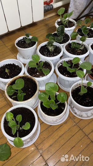 Сортовые фиалки