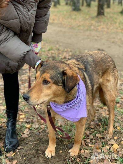 Добрый и спокойный пёс из приюта в дар
