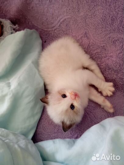Котята рэгдолл