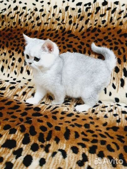 Шотландские серебристые котята