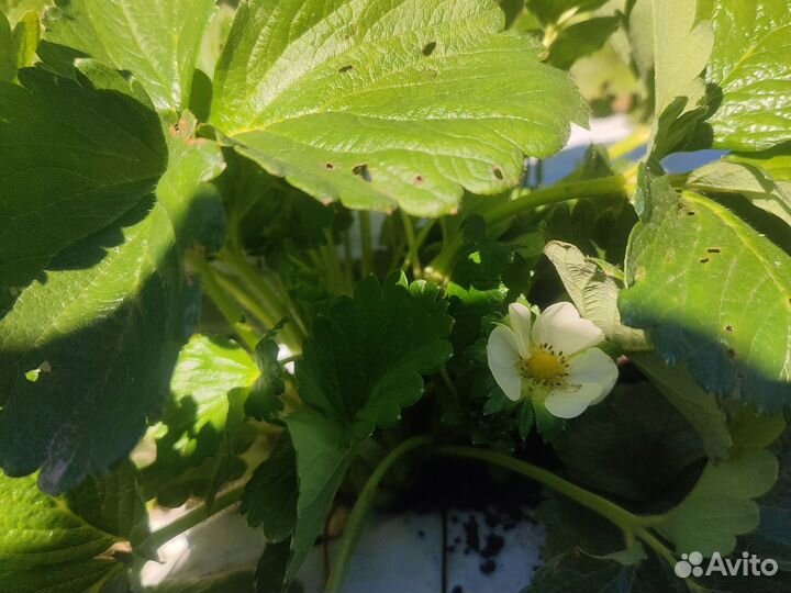 Рассада клубники