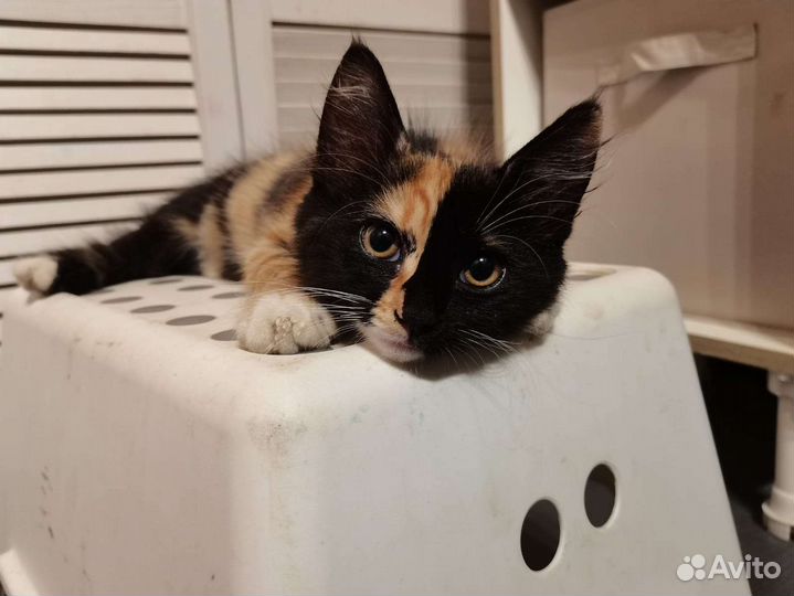 Котёнок трехцветный в дар