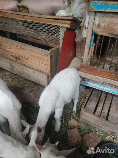 Козы козлята