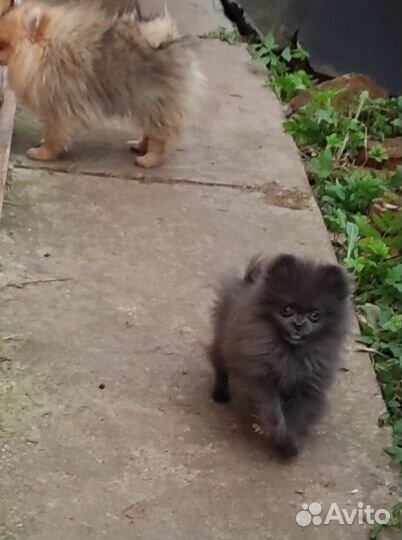 Мини померанка