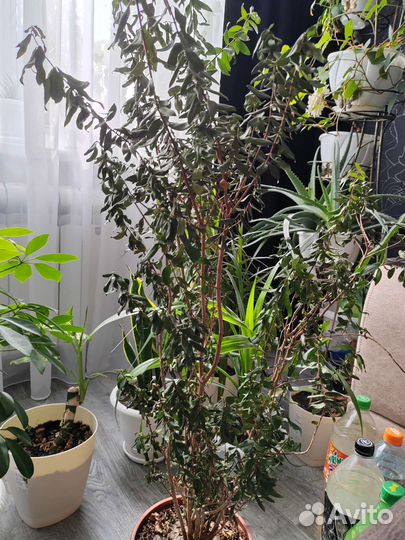 Комнатные растения