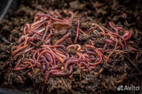 Червь навозный (красный)