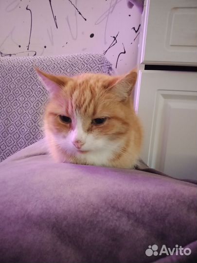 Кошка в дар