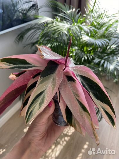 Строманта триколор