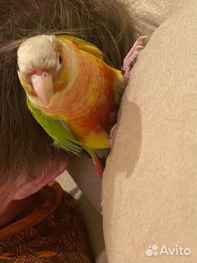 Попугай пиррура