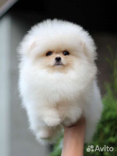 Померанский шпиц щенки