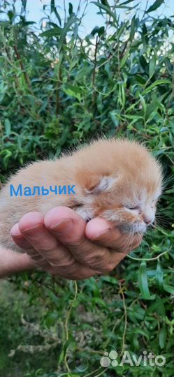 Кошка в дар