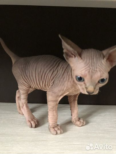 Котенок сфинкс(лысая)