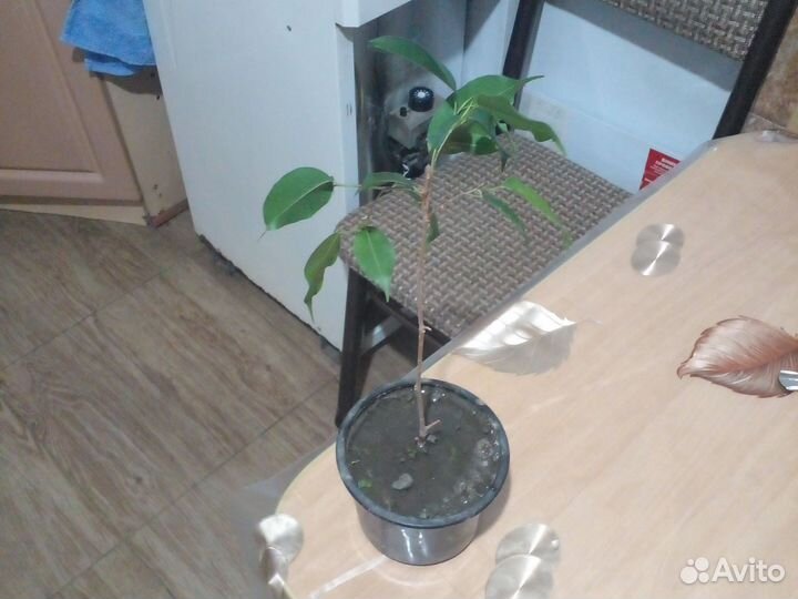 Фикус бенджамина