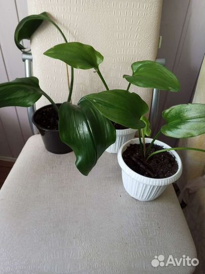 Спатифиллум, лилия амазонская