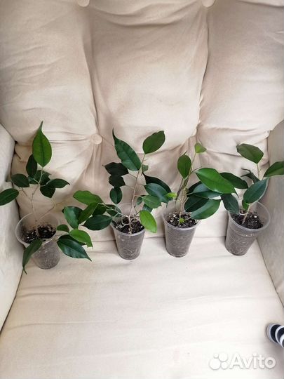 Фикус Бенджамина