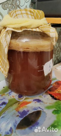 Чайный гриб