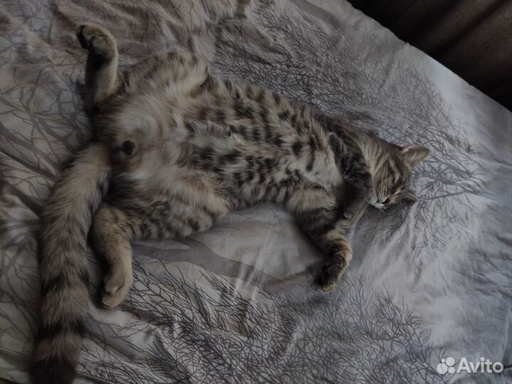 Шотландский кот