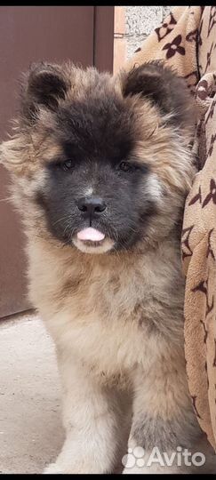 Щенки американской акиты