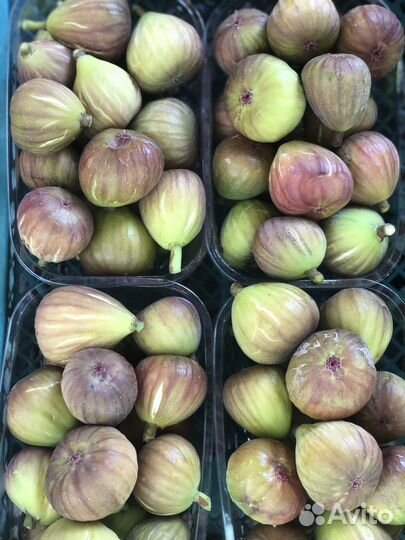 Инжир плоды