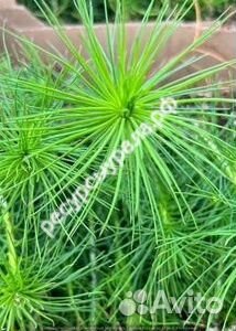 Сеянцы сосны и ели обыкновенной зкс окс хвойные