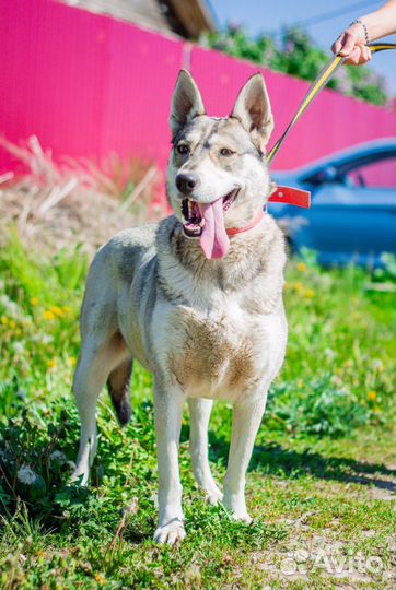 Метис хаски