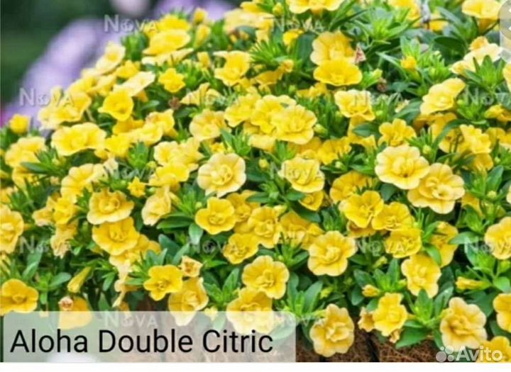 Растения для сада