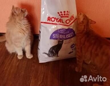 Royal Canin сухой корм для кошек. В наличии Kорм д