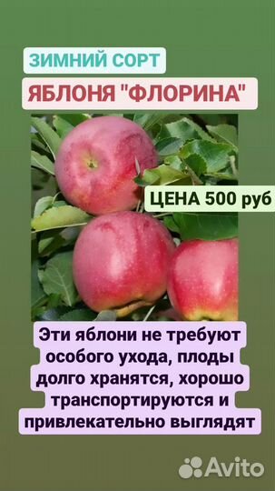 Саженцы плодовых деревьев - яблони