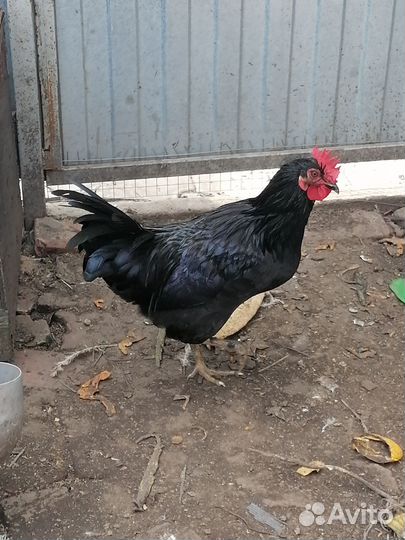 Петух домашние