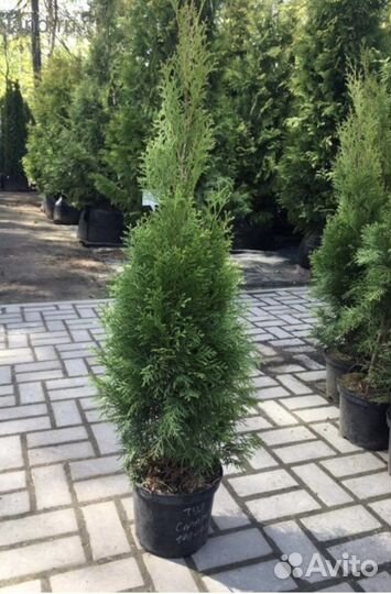 Туя Смарагд